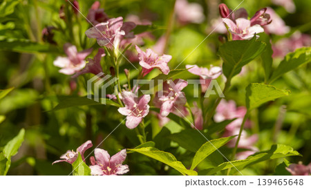 Weigela florida Weigela florida 139465648