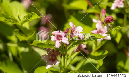 Weigela florida Weigela florida 139465650