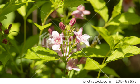 Weigela florida Weigela florida 139465653