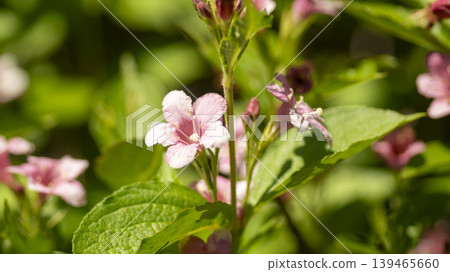 Weigela florida Weigela florida 139465660