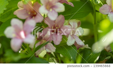 Weigela florida 139465668