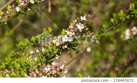 Weigela florida Weigela florida 139465672