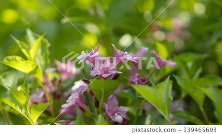 Weigela florida Weigela florida 139465693