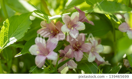 Weigela florida Weigela florida 139465699