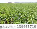 Green plants fill a large field under clear skies. The scene shows rows of growing crops with long stretches of open land. It is bright and sunny during the day in a rural setting 139465710