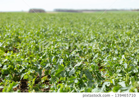 Green plants fill a large field under clear skies. The scene shows rows of growing crops with long stretches of open land. It is bright and sunny during the day in a rural setting 139465710