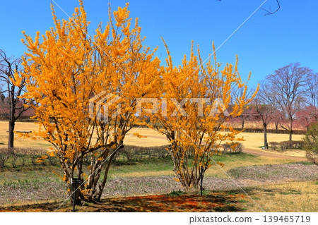 Perfect weather for a spring outing | Forsythia in full bloom and a clear blue sky found in Nejo Square Perfect weather for a spring outing | Forsythia in full bloom and a clear blue sky found in Nejo Square 139465719
