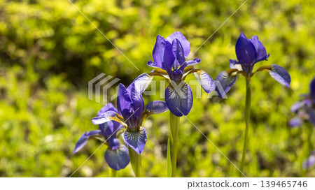 iris 139465746
