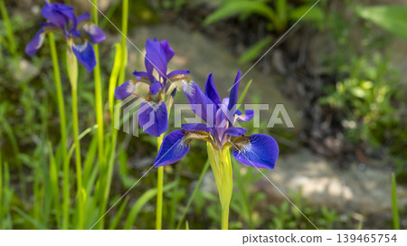 iris iris 139465754