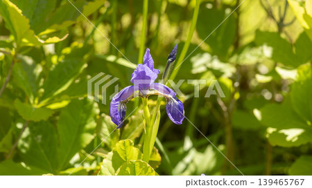 iris iris 139465767