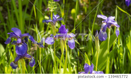 iris 139465772