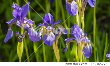 iris 139465776