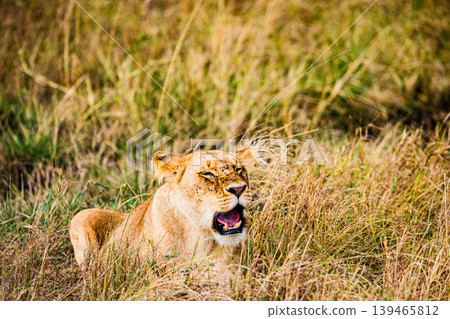 Kenya Photographers By Antony Trivet Photography 139465812