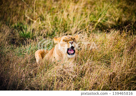 Kenya Photographers By Antony Trivet Photography 139465816