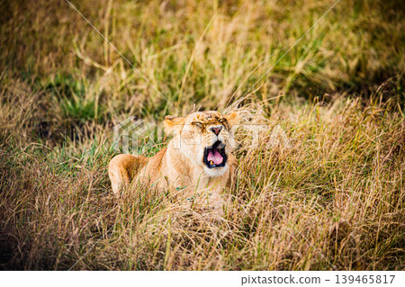 Kenya Photographers By Antony Trivet Photography Kenya Photographers By Antony Trivet Photography 139465817