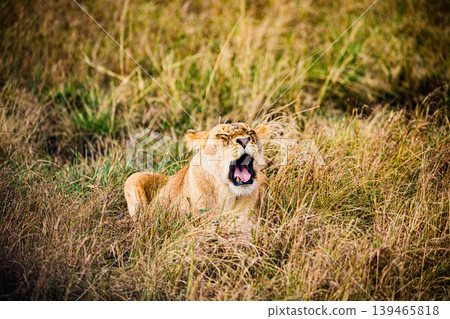 Kenya Photographers By Antony Trivet Photography 139465818