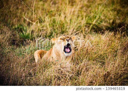 Kenya Photographers By Antony Trivet Photography 139465819
