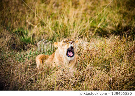 Kenya Photographers By Antony Trivet Photography Kenya Photographers By Antony Trivet Photography 139465820