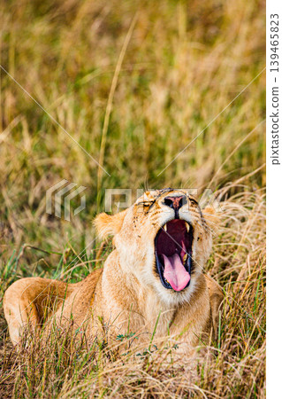 Kenya Photographers By Antony Trivet Photography Kenya Photographers By Antony Trivet Photography 139465823