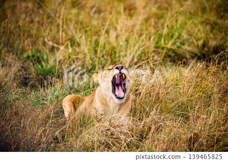 Kenya Photographers By Antony Trivet Photography 139465825