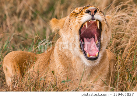 Kenya Photographers By Antony Trivet Photography Kenya Photographers By Antony Trivet Photography 139465827