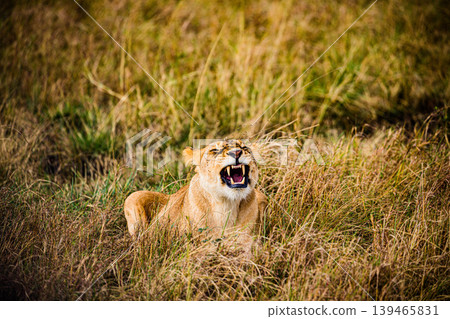 Kenya Photographers By Antony Trivet Photography 139465831