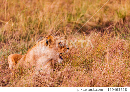 Kenya Photographers By Antony Trivet Photography Kenya Photographers By Antony Trivet Photography 139465838