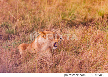 Kenya Photographers By Antony Trivet Photography 139465839