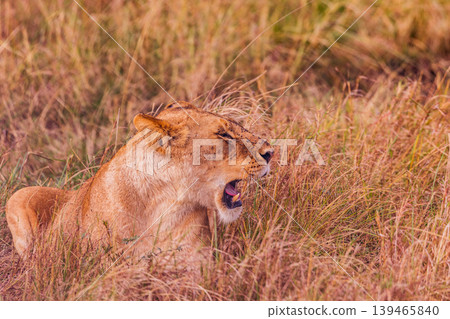 Kenya Photographers By Antony Trivet Photography 139465840