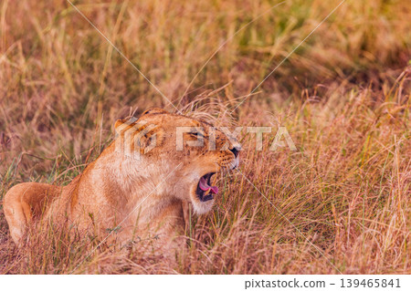 Kenya Photographers By Antony Trivet Photography 139465841
