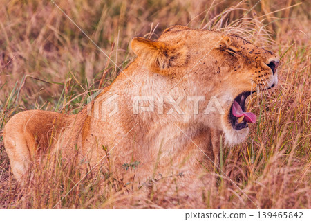 Kenya Photographers By Antony Trivet Photography 139465842