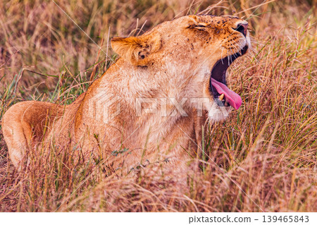Kenya Photographers By Antony Trivet Photography 139465843