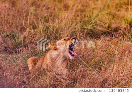 Kenya Photographers By Antony Trivet Photography 139465845
