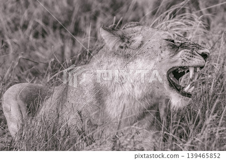 Kenya Photographers By Antony Trivet Photography 139465852