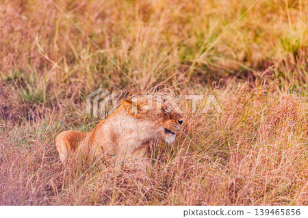 Kenya Photographers By Antony Trivet Photography 139465856