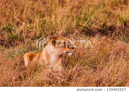 Kenya Photographers By Antony Trivet Photography Kenya Photographers By Antony Trivet Photography 139465857