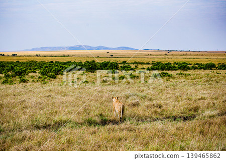 Kenya Photographers By Antony Trivet Photography 139465862