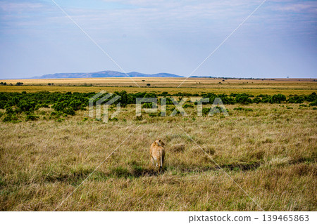 Kenya Photographers By Antony Trivet Photography Kenya Photographers By Antony Trivet Photography 139465863
