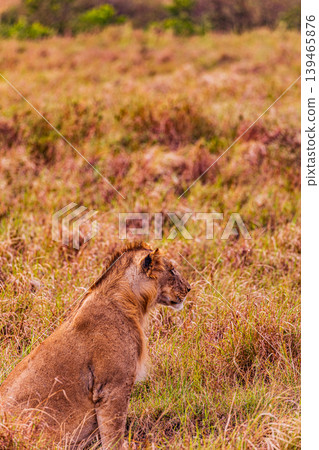 Kenya Photographers By Antony Trivet Photography 139465876