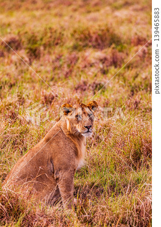 Kenya Photographers By Antony Trivet Photography 139465883