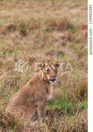 Kenya Photographers By Antony Trivet Photography Kenya Photographers By Antony Trivet Photography 139465885