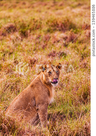 Kenya Photographers By Antony Trivet Photography Kenya Photographers By Antony Trivet Photography 139465886