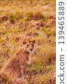 Kenya Photographers By Antony Trivet Photography 139465889