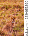 Kenya Photographers By Antony Trivet Photography 139465890