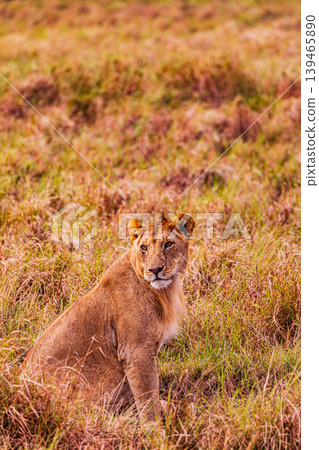 Kenya Photographers By Antony Trivet Photography 139465890