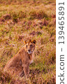 Kenya Photographers By Antony Trivet Photography 139465891