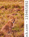 Kenya Photographers By Antony Trivet Photography 139465892