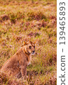 Kenya Photographers By Antony Trivet Photography 139465893