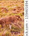 Kenya Photographers By Antony Trivet Photography 139465894