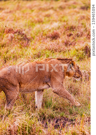 Kenya Photographers By Antony Trivet Photography 139465894
